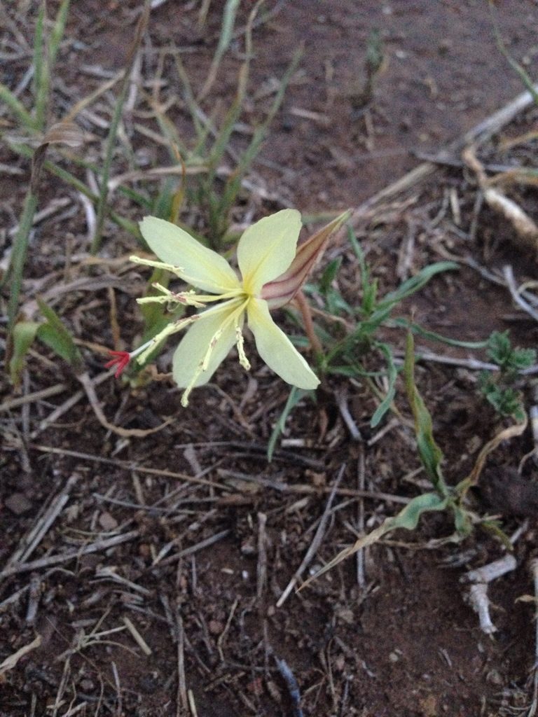 Oenothera havardii, photographed by Oscar C. González Martínez