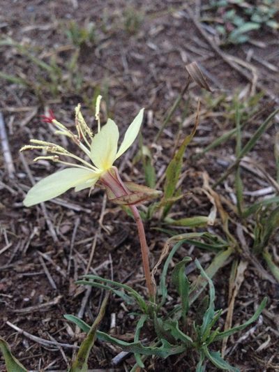 Oenothera havardii, photographed by Oscar C. González Martínez