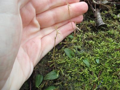 Cyrtostylis oblonga, photographed by Stephen Thorpe