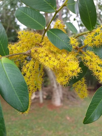 Pterogyne nitens, photographed by E. Goossen