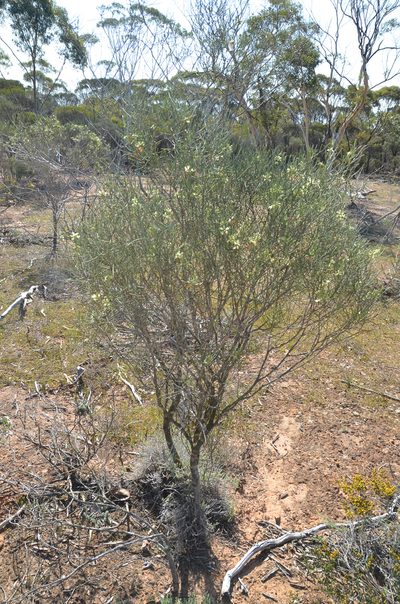 Eremophila oppositifolia, photographed by Cal Wood