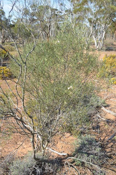 Eremophila oppositifolia, photographed by Cal Wood