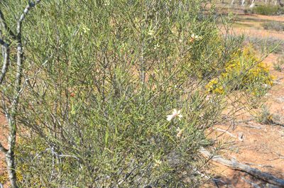 Eremophila oppositifolia, photographed by Cal Wood