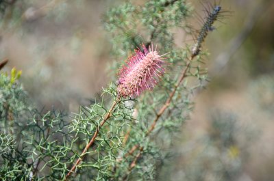 Grevillea paradoxa, photographed by Cal Wood