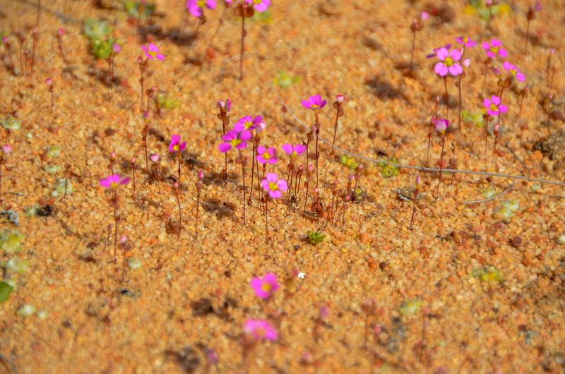 Levenhookia leptantha, photographed by Cal Wood