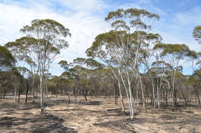 Eucalyptus armillata, photographed by Cal Wood