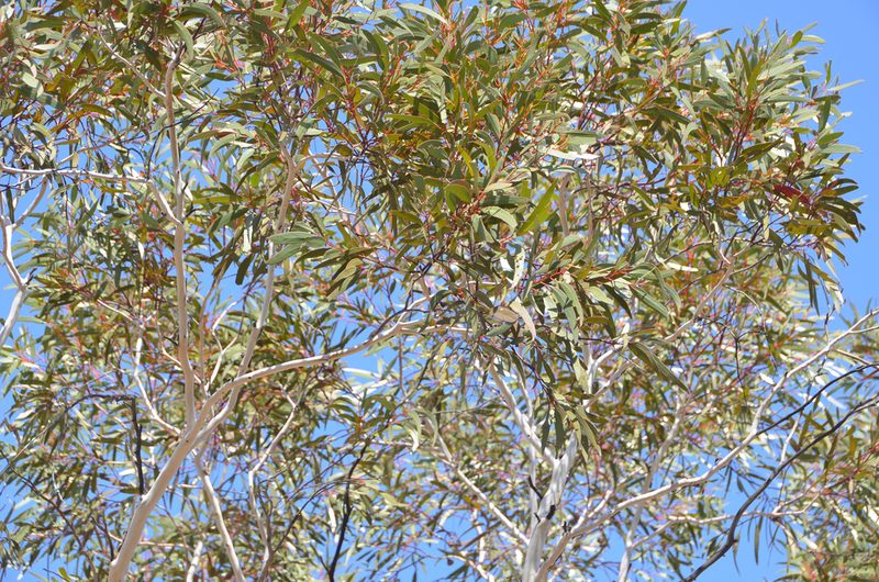 Eucalyptus armillata, photographed by Cal Wood