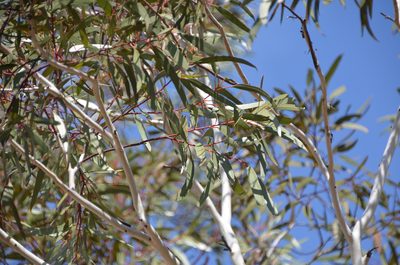 Eucalyptus armillata, photographed by Cal Wood