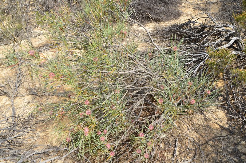 Isopogon scabriusculus, photographed by Cal Wood