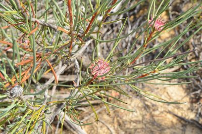 Isopogon scabriusculus, photographed by Cal Wood