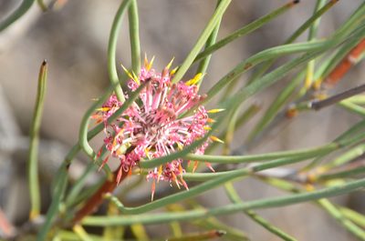 Isopogon scabriusculus, photographed by Cal Wood
