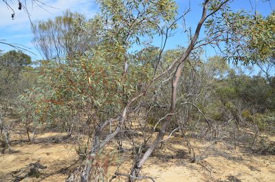 Eucalyptus oldfieldii, photographed by Cal Wood