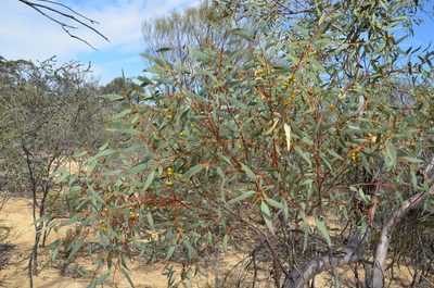 Eucalyptus oldfieldii, photographed by Cal Wood
