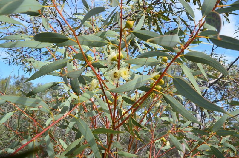 Eucalyptus oldfieldii, photographed by Cal Wood