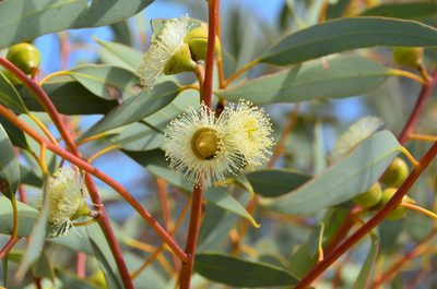 Eucalyptus oldfieldii, photographed by Cal Wood