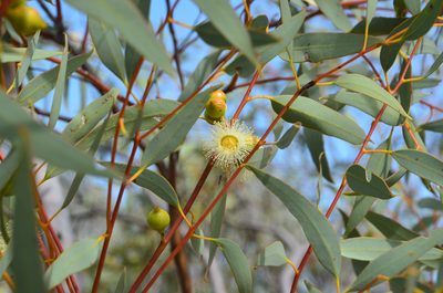 Eucalyptus oldfieldii, photographed by Cal Wood