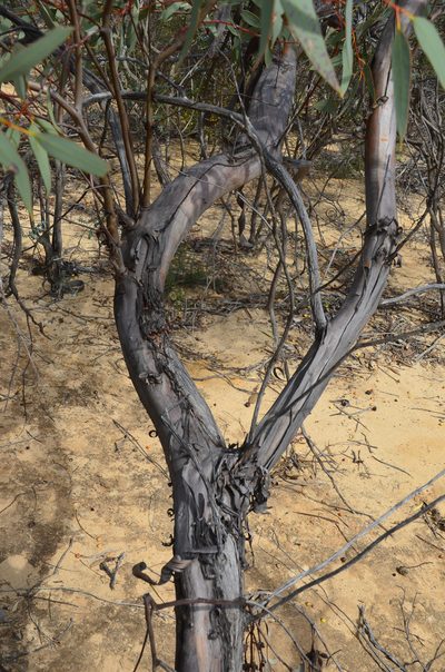 Eucalyptus oldfieldii, photographed by Cal Wood