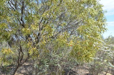 Santalum acuminatum, photographed by Cal Wood