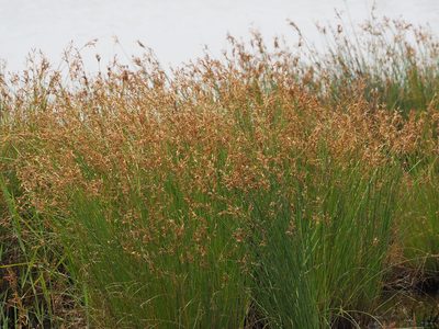 Fimbristylis sieboldii, photographed by 葉子