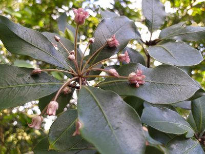Pittosporum umbellatum, photographed by Paul Bell-Butler