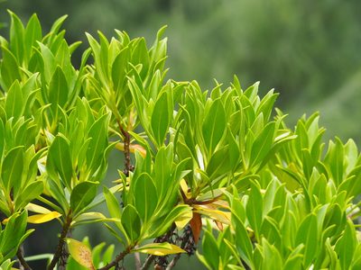 Myoporum bontioides, photographed by 葉子