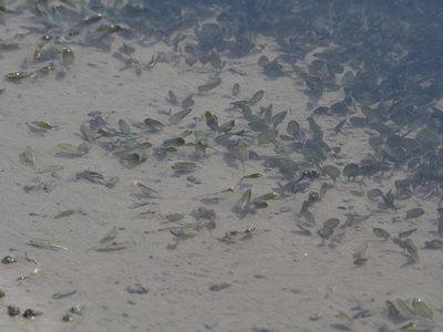 Halophila ovalis, photographed by 葉子