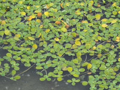 Peplidium maritimum, photographed by 葉子