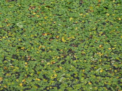 Peplidium maritimum, photographed by 葉子