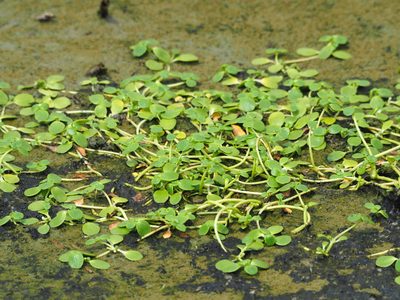 Peplidium maritimum, photographed by 葉子