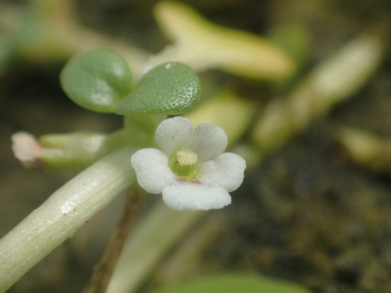 Peplidium maritimum, photographed by 葉子