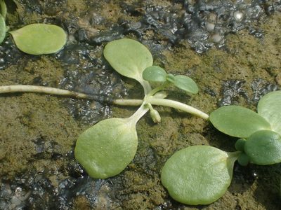 Peplidium maritimum, photographed by 葉子