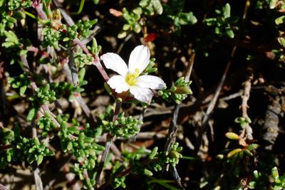 Frankenia pauciflora, photographed by Rod Lowther