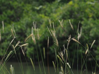 Chloris formosana, photographed by 葉子
