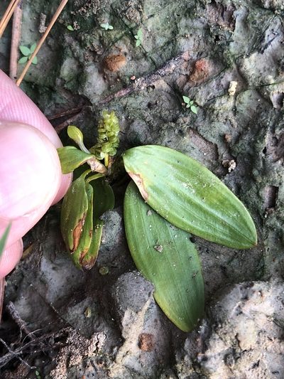 Potamogeton diversifolius, photographed by Sam Kieschnick