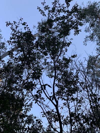 Pomaderris brunnea, photographed by Guy Taseski