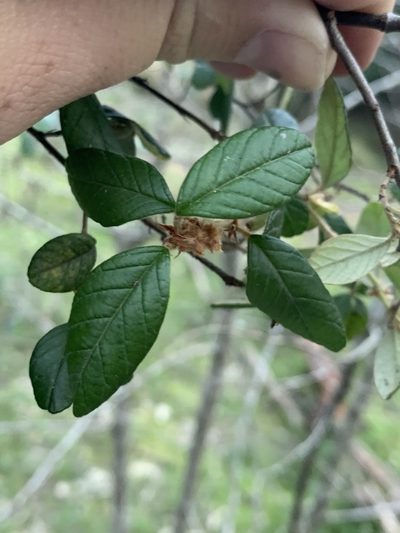 Pomaderris brunnea, photographed by Guy Taseski