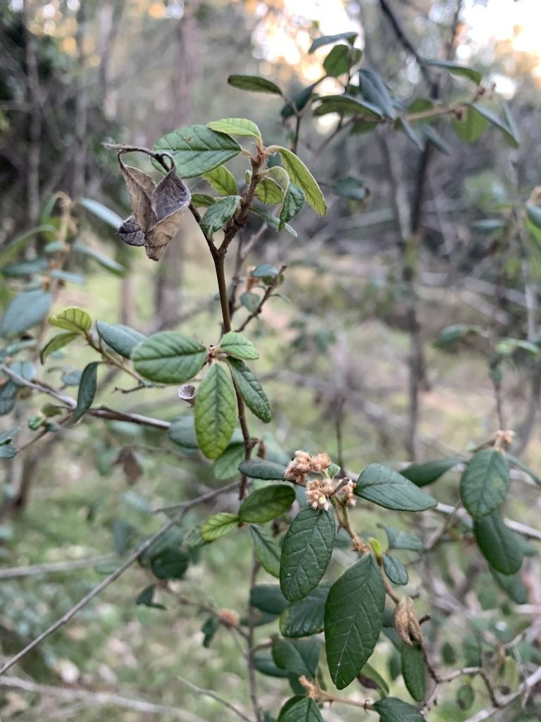 Pomaderris brunnea, photographed by Guy Taseski