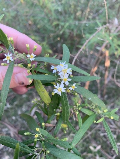 Olearia viscidula, photographed by Guy Taseski