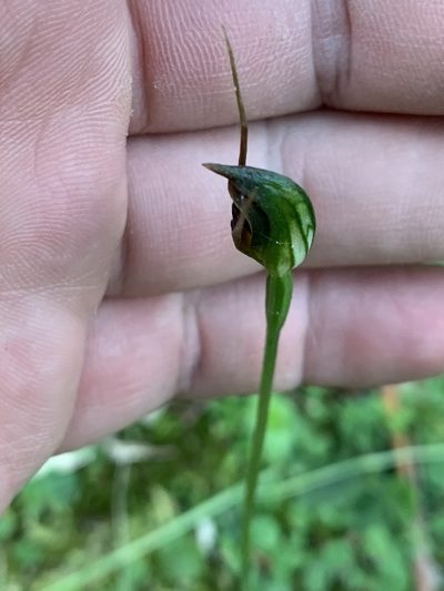 Pterostylis erecta, photographed by Guy Taseski