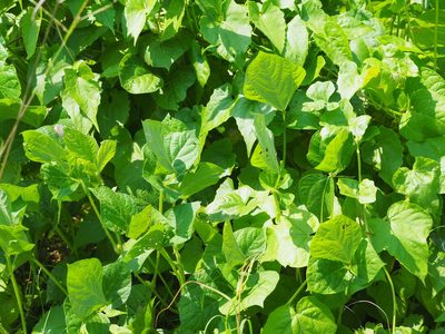 Vigna umbellata, photographed by 葉子