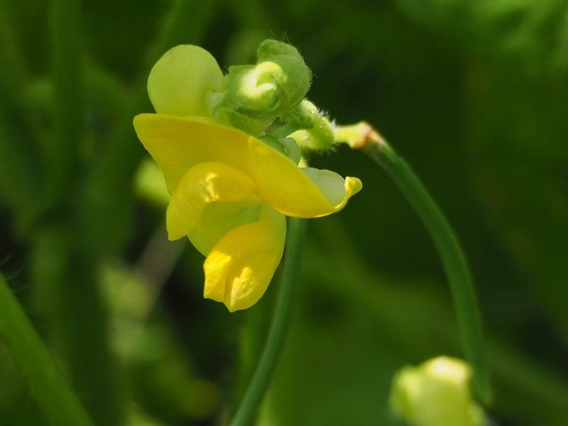 Vigna umbellata, photographed by 葉子