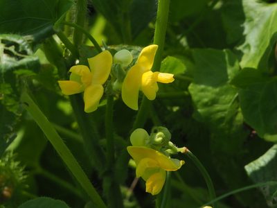 Vigna umbellata, photographed by 葉子