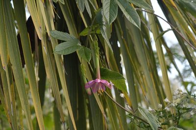 Passiflora tripartita, photographed by Christopher Stephens