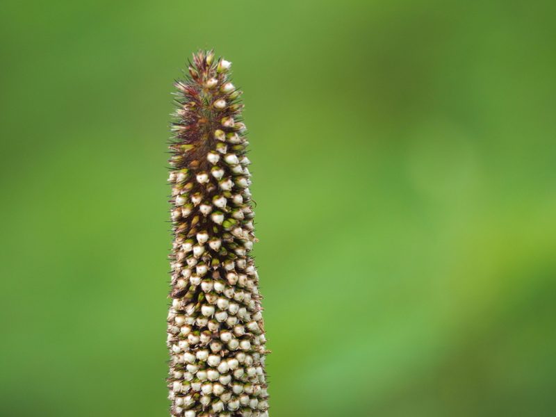 Cenchrus americanus, photographed by 葉子