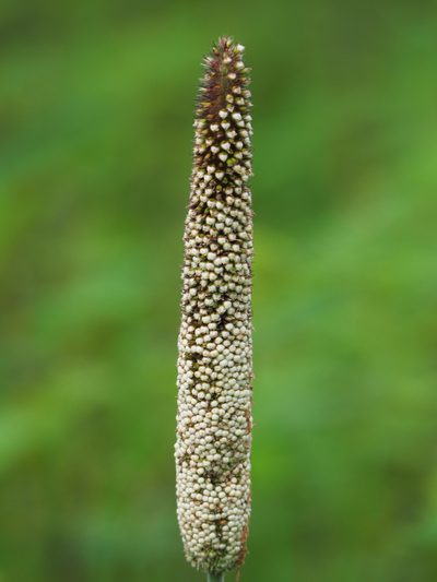 Cenchrus americanus, photographed by 葉子