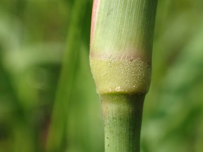 Eriochloa procera, photographed by 葉子