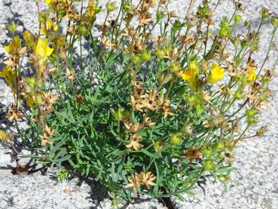 Linaria supina, photographed by Carminda Santos