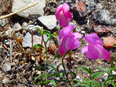 Antirrhinum linkianum, photographed by Carminda Santos