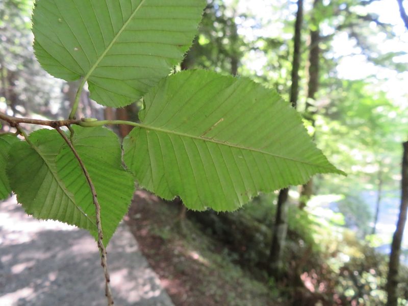 Betula grossa, photographed by Marco Mussita