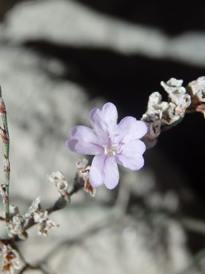 Limonium virgatum, photographed by Carminda Santos